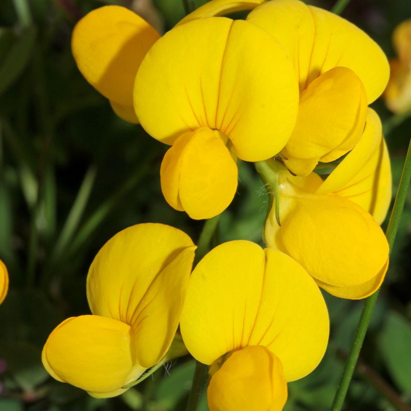 Keltamaite - Lotus corniculatus (Kukinta)