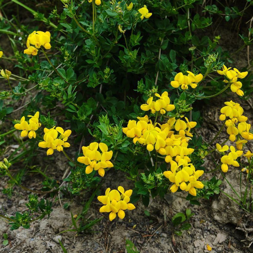 Keltamaite - Lotus corniculatus (Kasvutapa)