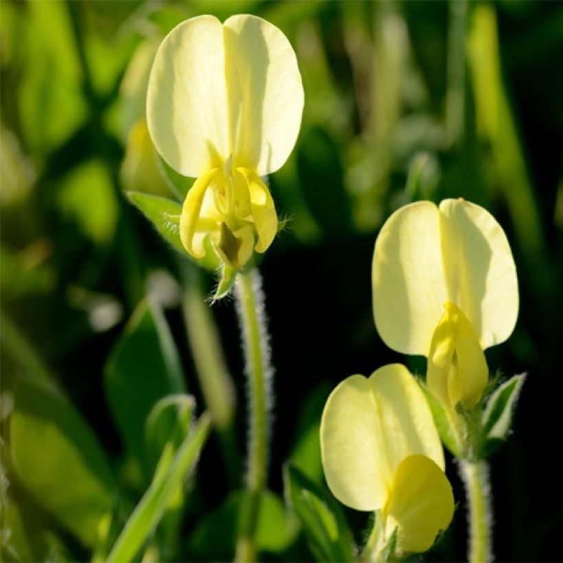 Meriparsaherne - Lotus maritimus (Kukinta)