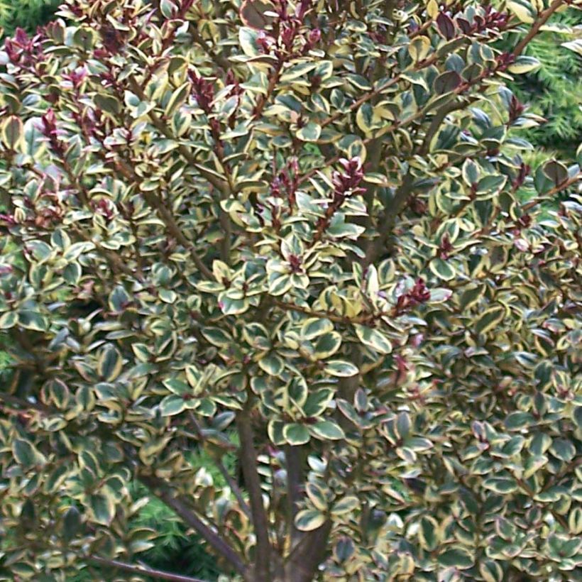 Luma apiculata Glanleam Gold (Lehvistö)