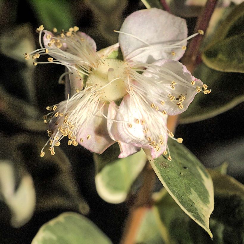 Luma apiculata Glanleam Gold (Kukinta)