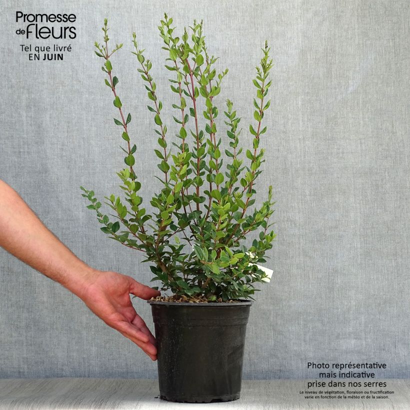 Esimerkki kesällä toimitetusta Luma chequen Pot de 4L/5L-taimesta