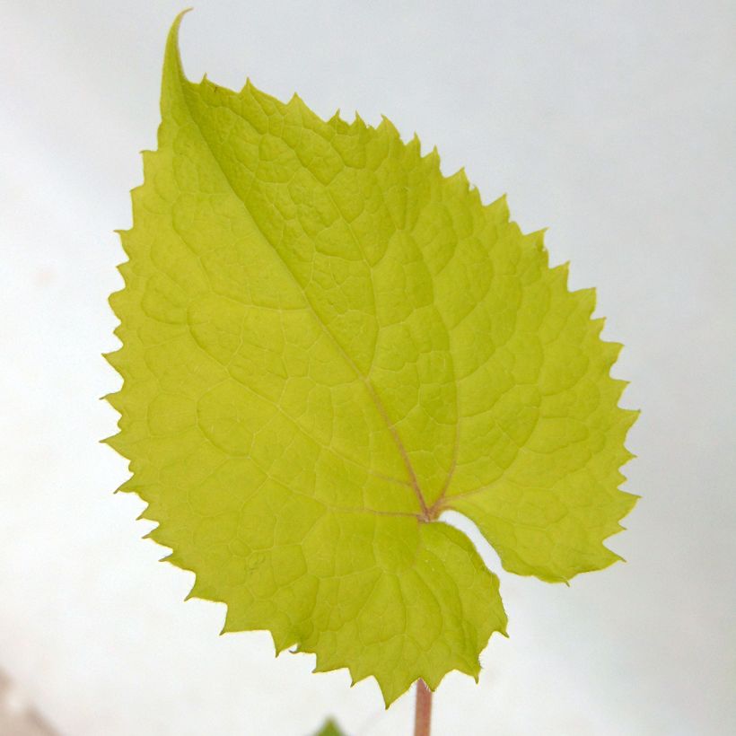 Ikikuuruoho - Lunaria rediviva (Lehvistö)