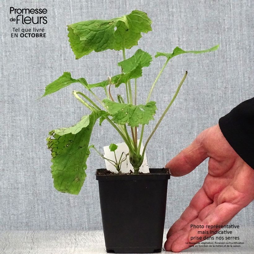 Esimerkki syksyllä toimitetusta Ikikuuruoho - Lunaria rediviva 8/9 cm taimiruukku-taimesta