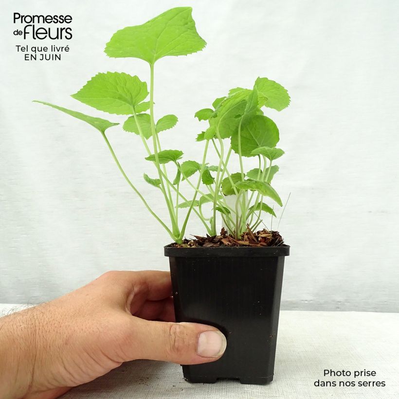 Esimerkki kesällä toimitetusta Ikikuuruoho - Lunaria rediviva Godet de 8/9 cm-taimesta