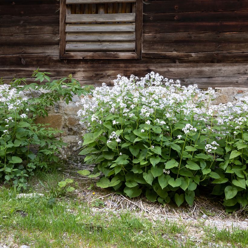 Ikikuuruoho - Lunaria rediviva (Kasvutapa)