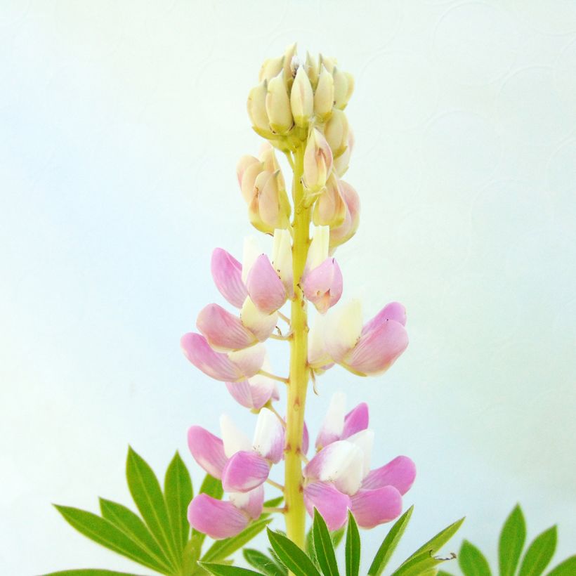 Komealupiini Gallery Pink (Kukinta)