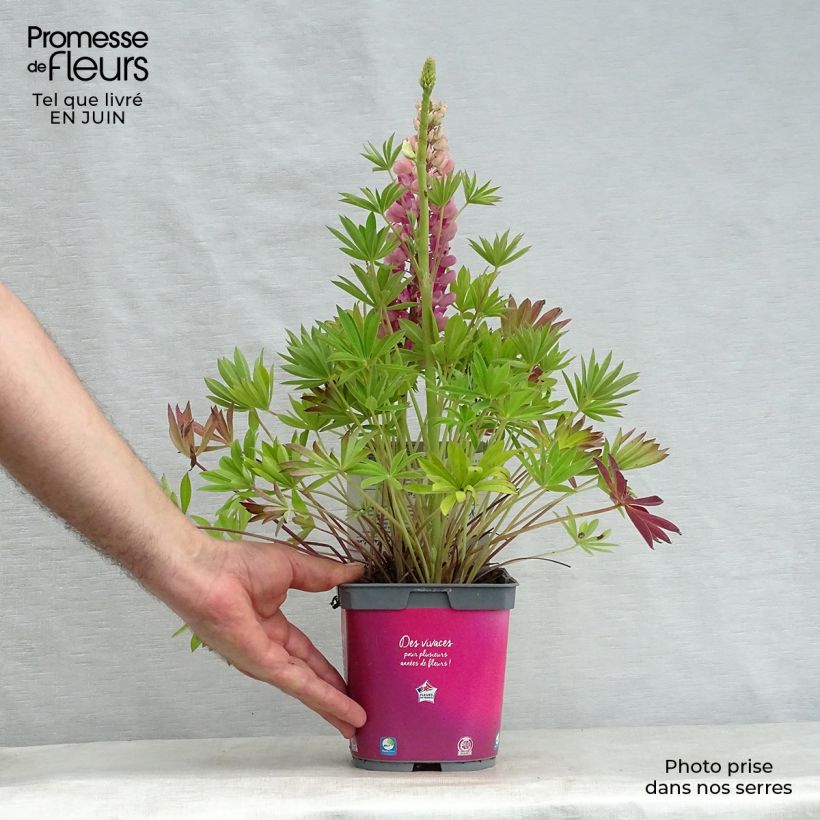 Esimerkki kesällä toimitetusta Komealupiini Gallery Pink Pot de 2L/3L-taimesta