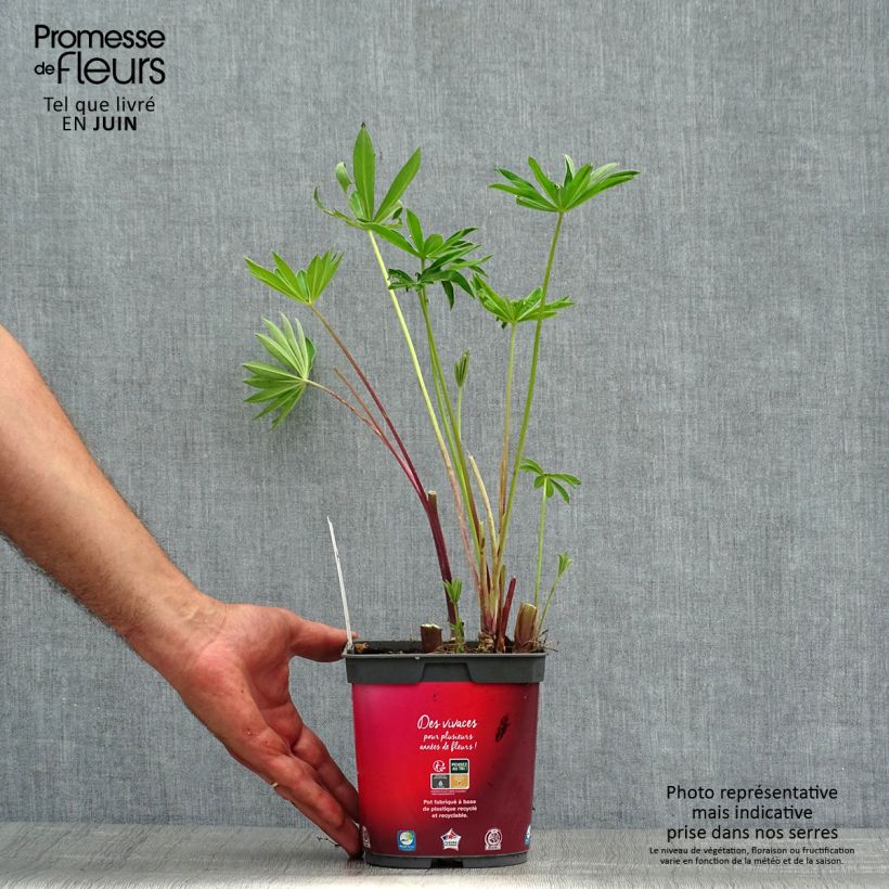 Esimerkki kesällä toimitetusta Komealupiini Gallery Red Ruukku 2L / 3L-taimesta