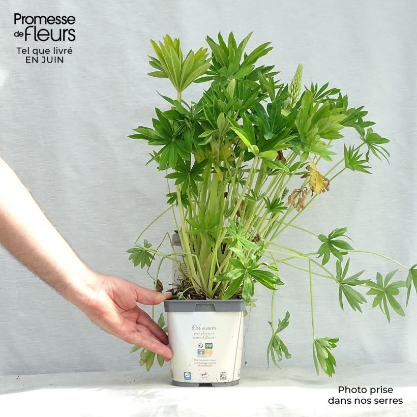 Esimerkki kesällä toimitetusta Komealupiini Gallery White Pot de 2L/3L-taimesta