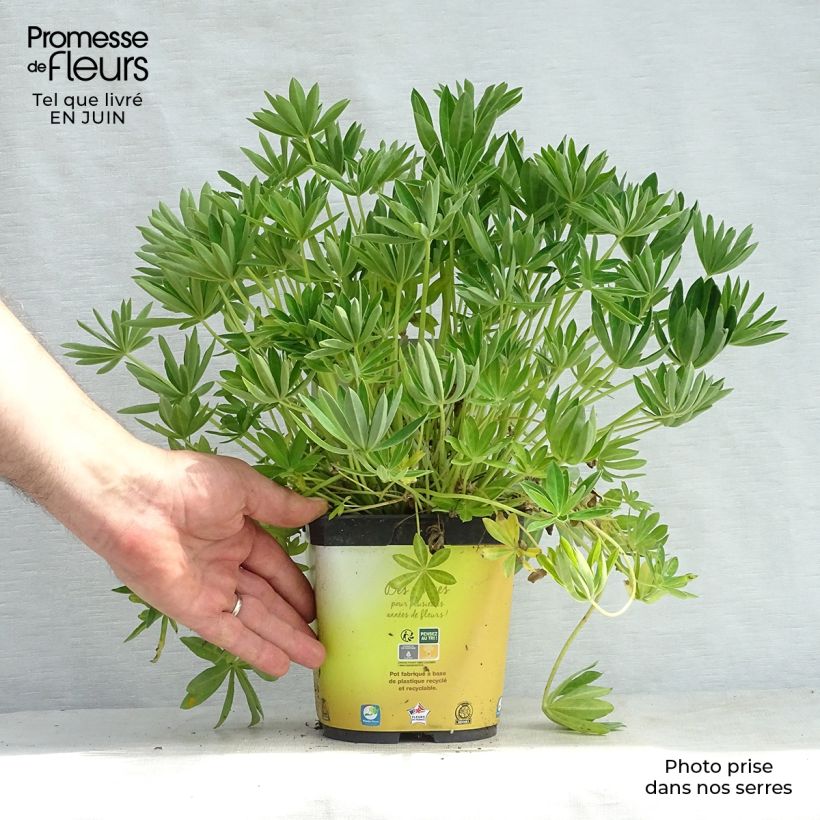 Esimerkki kesällä toimitetusta Komealupiini Gallery Yellow Pot de 2L/3L-taimesta