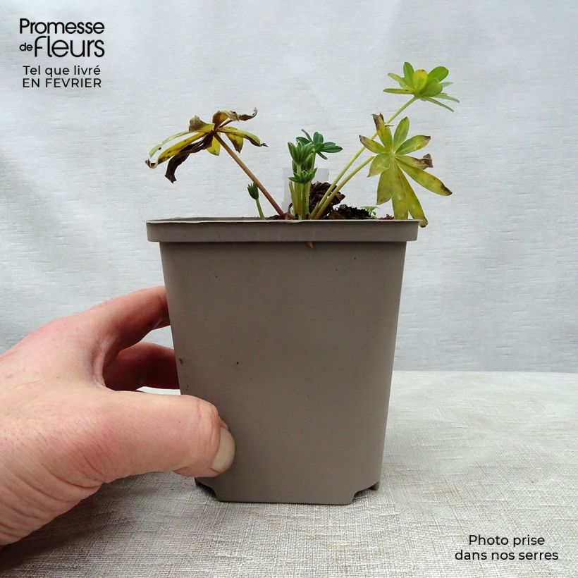 Esimerkki talvella toimitetusta Komealupiini West Country Blossom 10 cm/11 cm ruukku-taimesta
