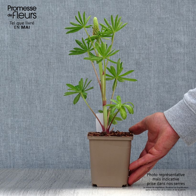 Esimerkki keväällä toimitetusta Komealupiini West Country Blossom Pot de 10 cm/11cm-taimesta