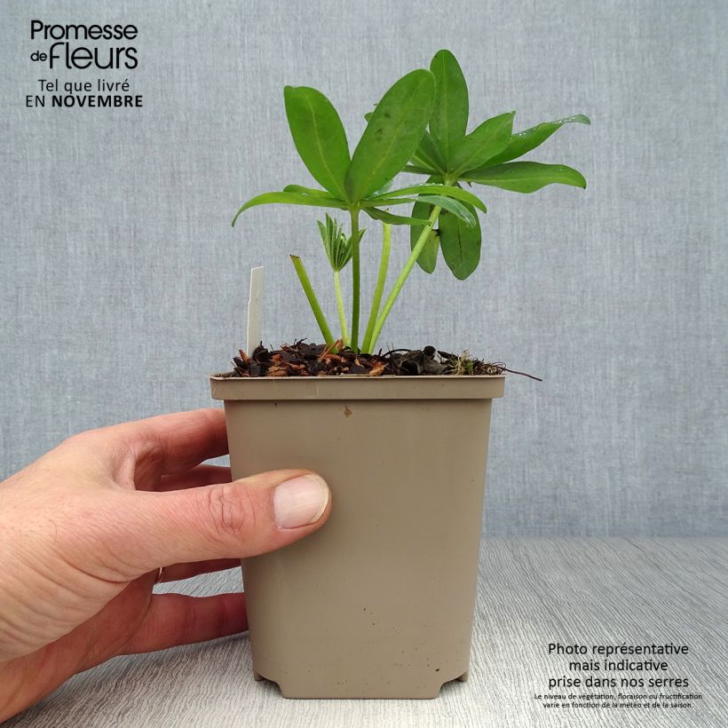 Esimerkki syksyllä toimitetusta Komealupiini West Country Polar Princess 10 cm/11 cm ruukku-taimesta