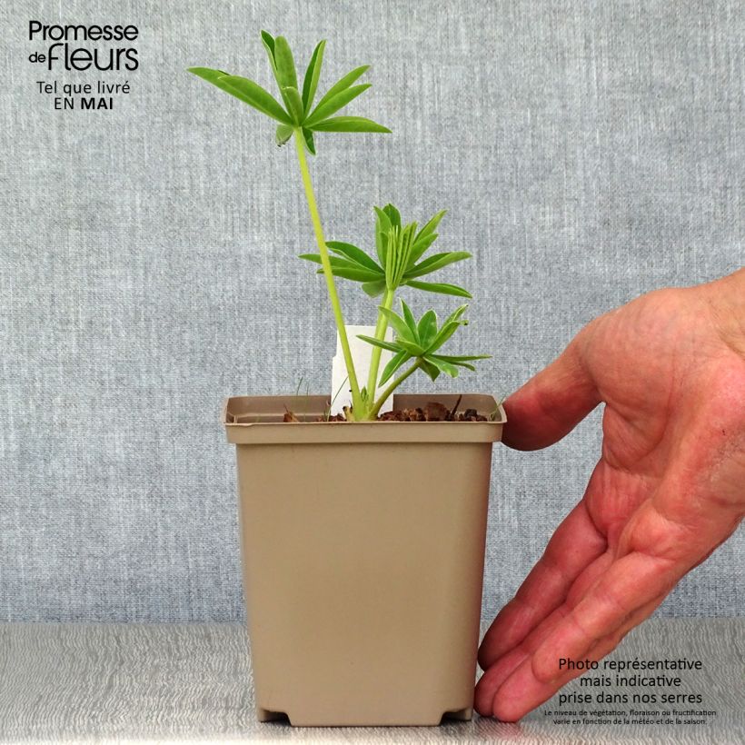 Esimerkki keväällä toimitetusta Komealupiini West Country Polar Princess Pot de 10 cm/11cm-taimesta