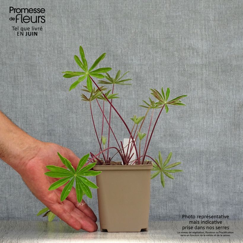 Esimerkki kesällä toimitetusta Komealupiini West Country Red Rum Pot de 10 cm/11cm-taimesta