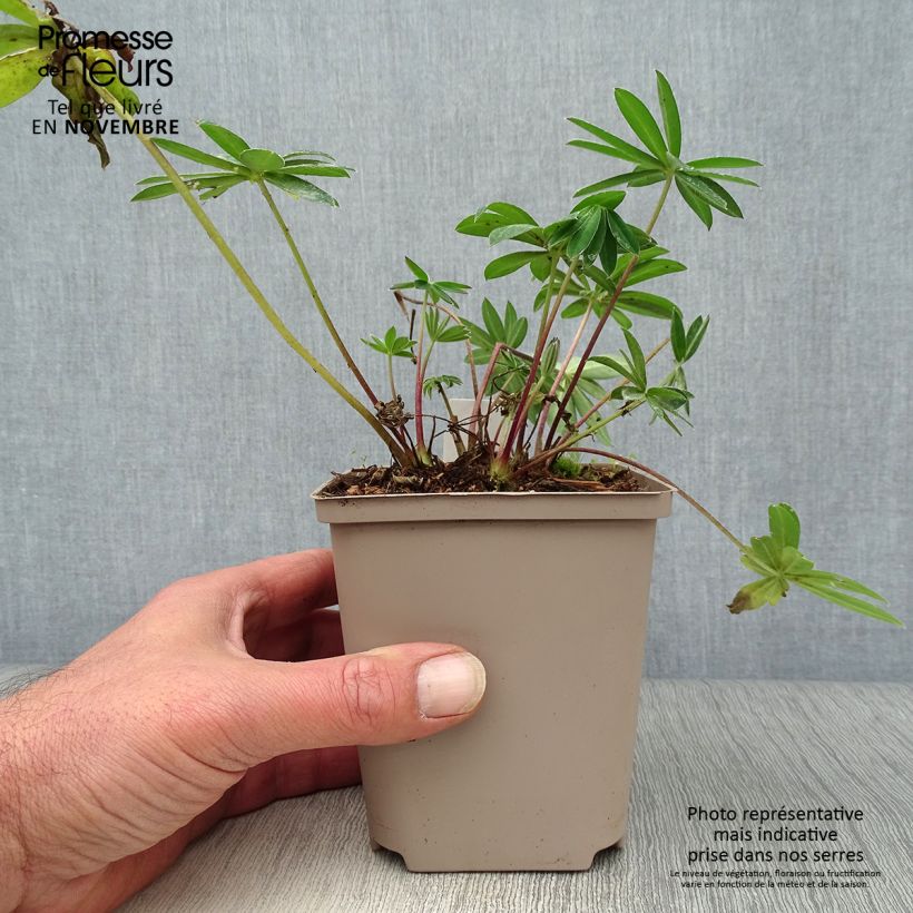 Esimerkki syksyllä toimitetusta Komealupiini West Country Tequila Flame 10 cm/11 cm ruukku-taimesta