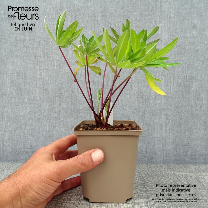 Esimerkki kesällä toimitetusta Komealupiini West Country Tequila Flame Ruukku 10 cm / 11 cm-taimesta