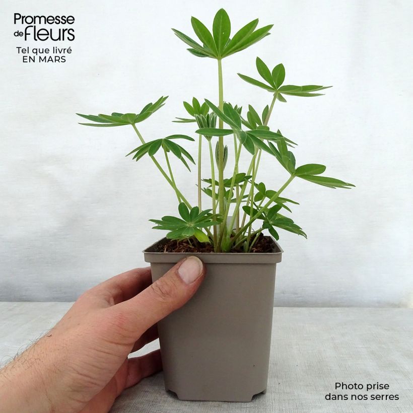 Esimerkki keväällä toimitetusta Komealupiini West Country Terracotta Ruukku 10 cm / 11 cm-taimesta