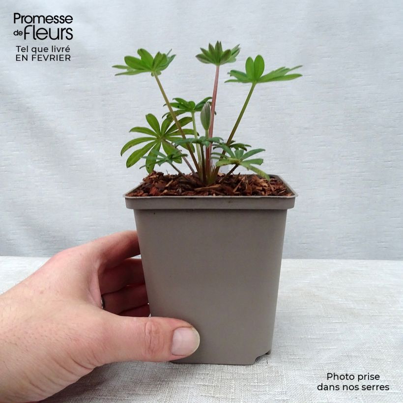 Esimerkki talvella toimitetusta Komealupiini West Country Towering Inferno 10 cm/11 cm ruukku-taimesta