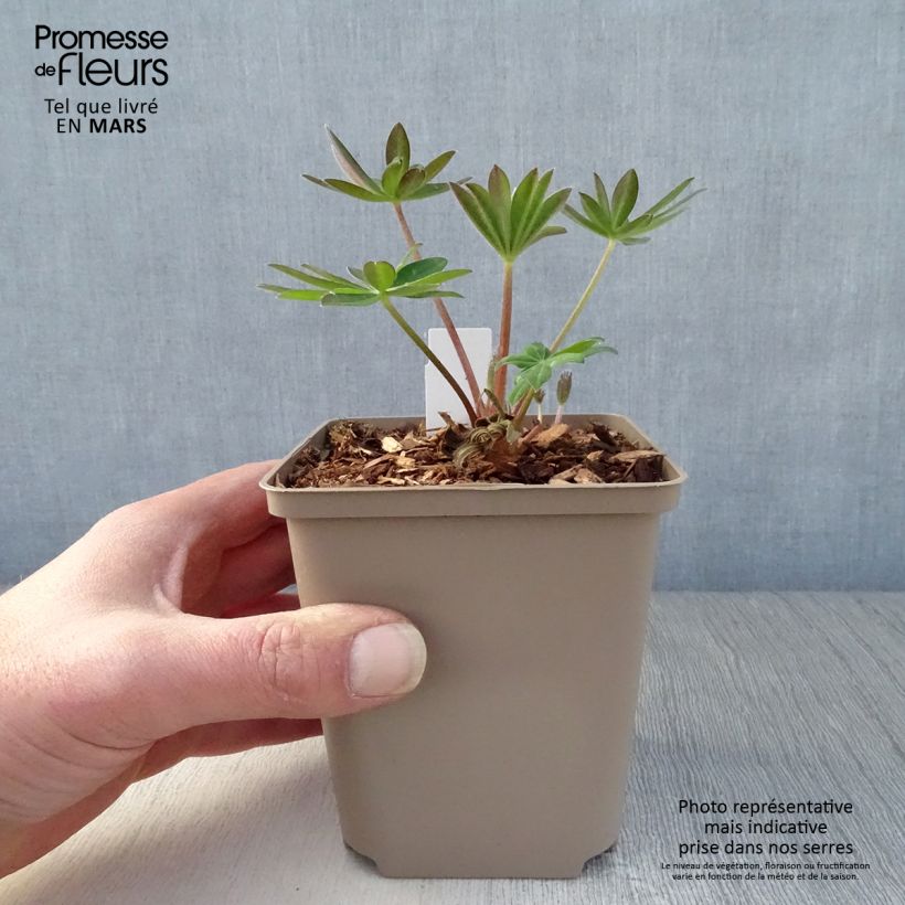 Esimerkki keväällä toimitetusta Komealupiini West Country Towering Inferno Pot de 10 cm/11cm-taimesta