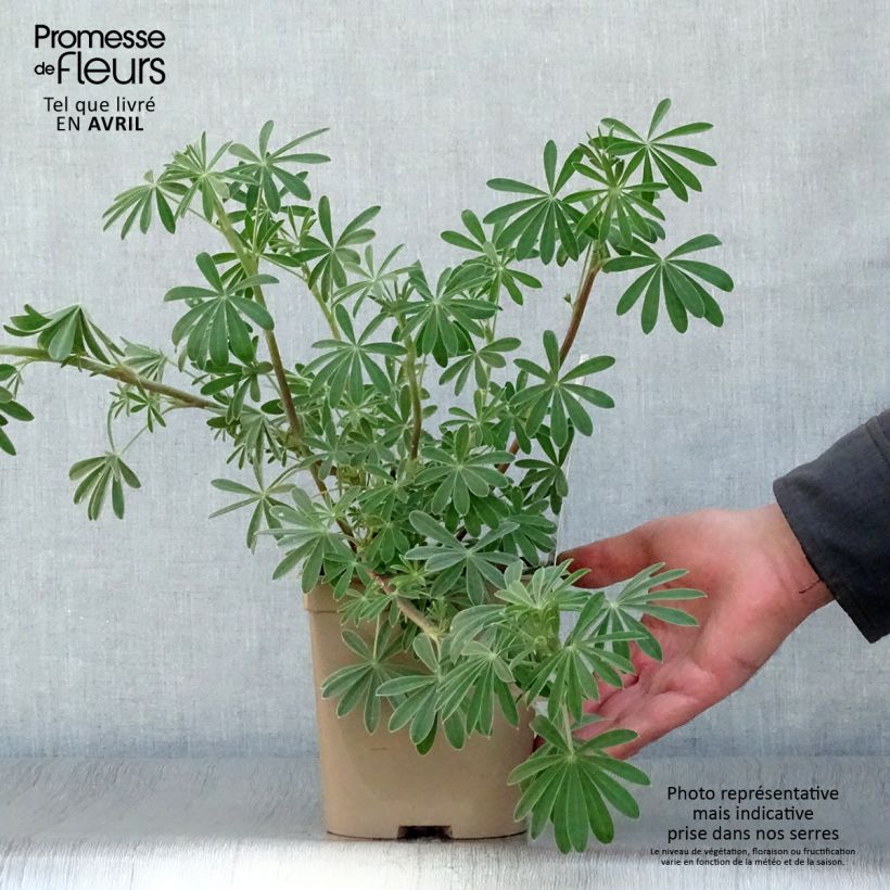 Esimerkki keväällä toimitetusta Komealupiini - Lupinus arboreus Ruukku 2L / 3L-taimesta