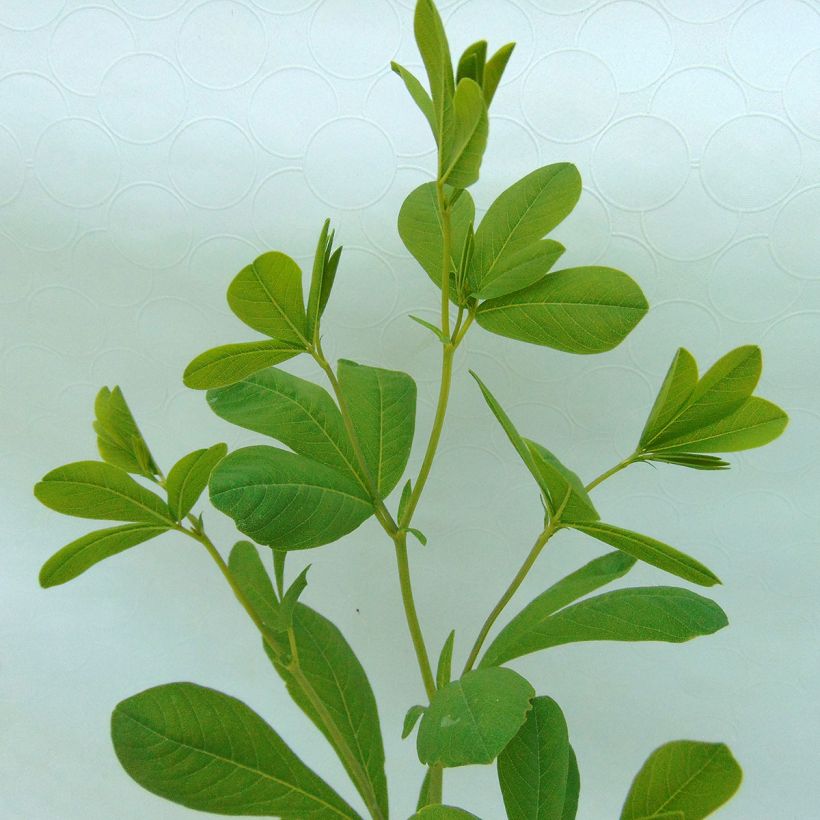 Etelänherne - Baptisia australis (Lehvistö)