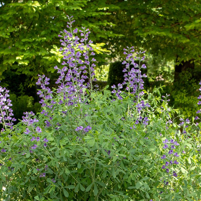 Etelänherne - Baptisia australis (Kasvutapa)
