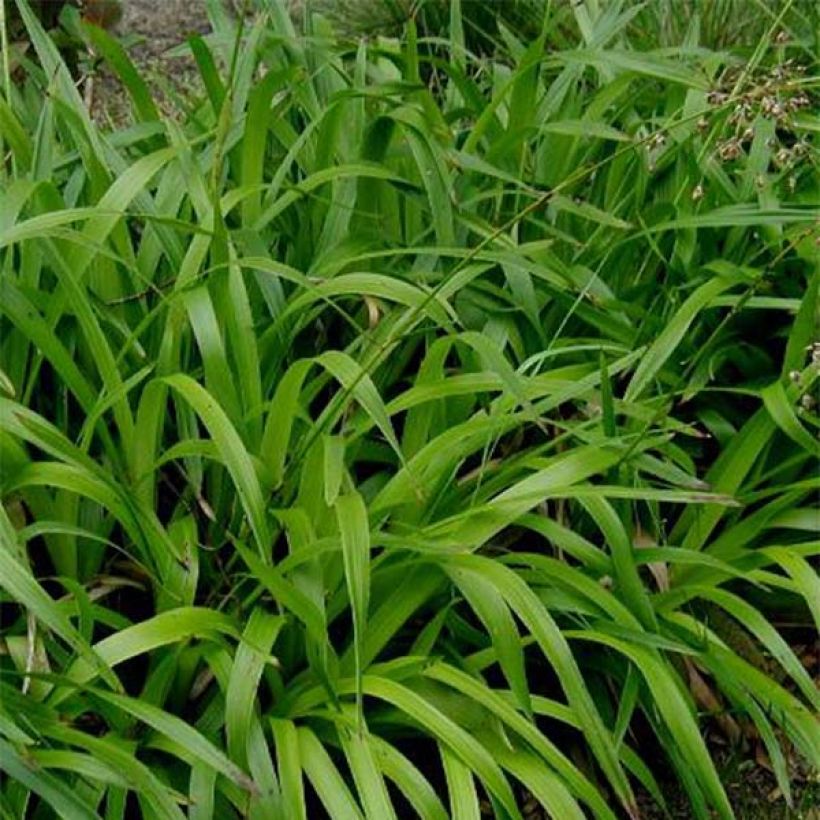 Isopiippo - Luzula sylvatica (Lehvistö)