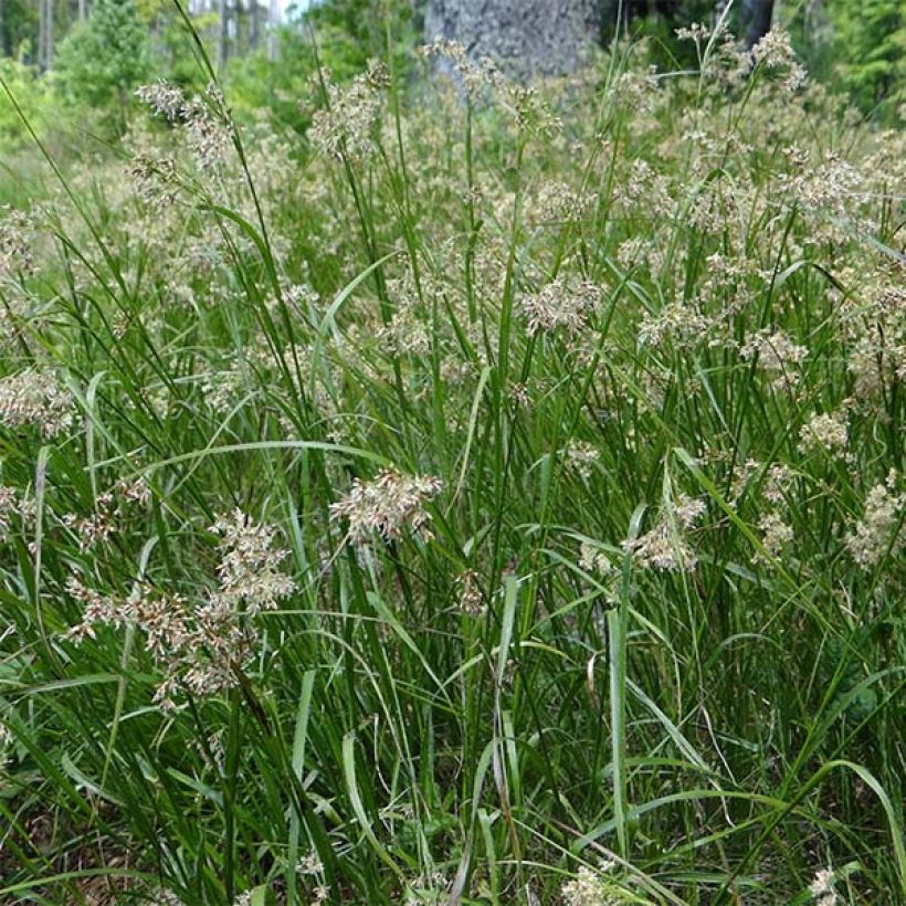 Isopiippo - Luzula sylvatica (Kukinta)