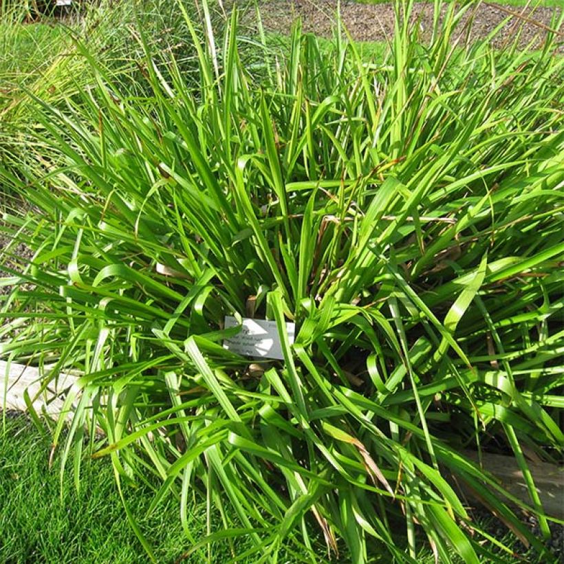 Isopiippo - Luzula sylvatica (Kasvutapa)