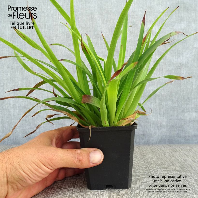 Esimerkki kesällä toimitetusta Isopiippo - Luzula sylvatica Taimiruukku 8/9 cm-taimesta