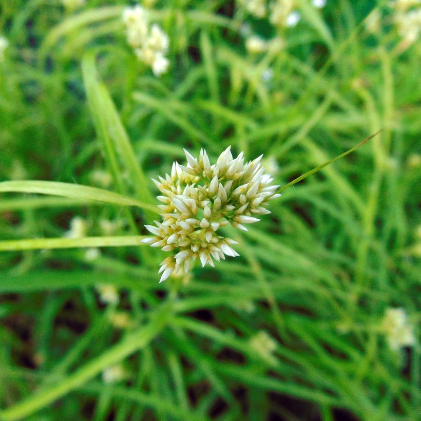 Hopeapiippo - Luzula nivea (Kukinta)