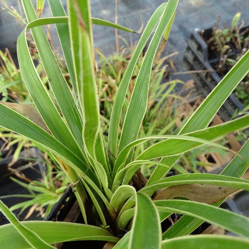 Isopiippo Marginata (Lehvistö)