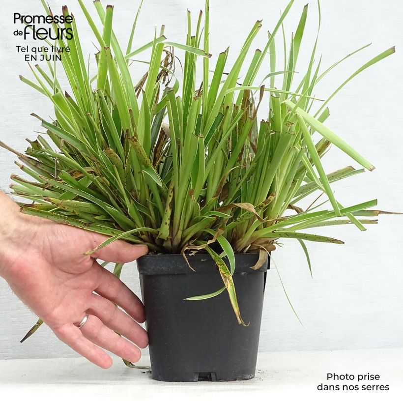 Esimerkki kesällä toimitetusta Isopiippo Marginata Ruukku 2L / 3L-taimesta