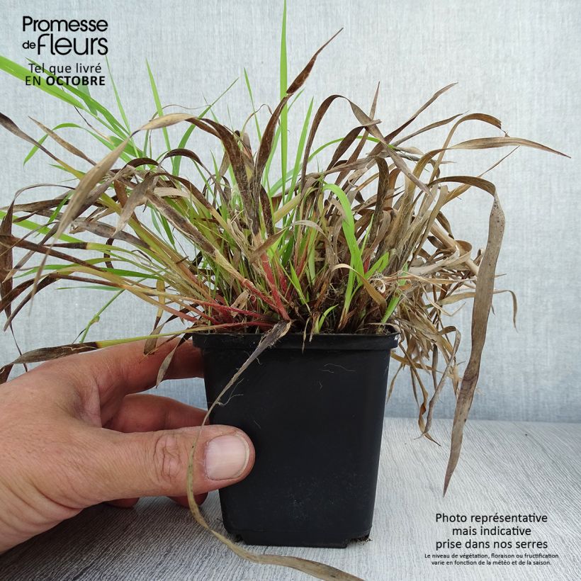 Esimerkki syksyllä toimitetusta Kevätpiippo - Luzula pilosa 8/9 cm taimiruukku-taimesta