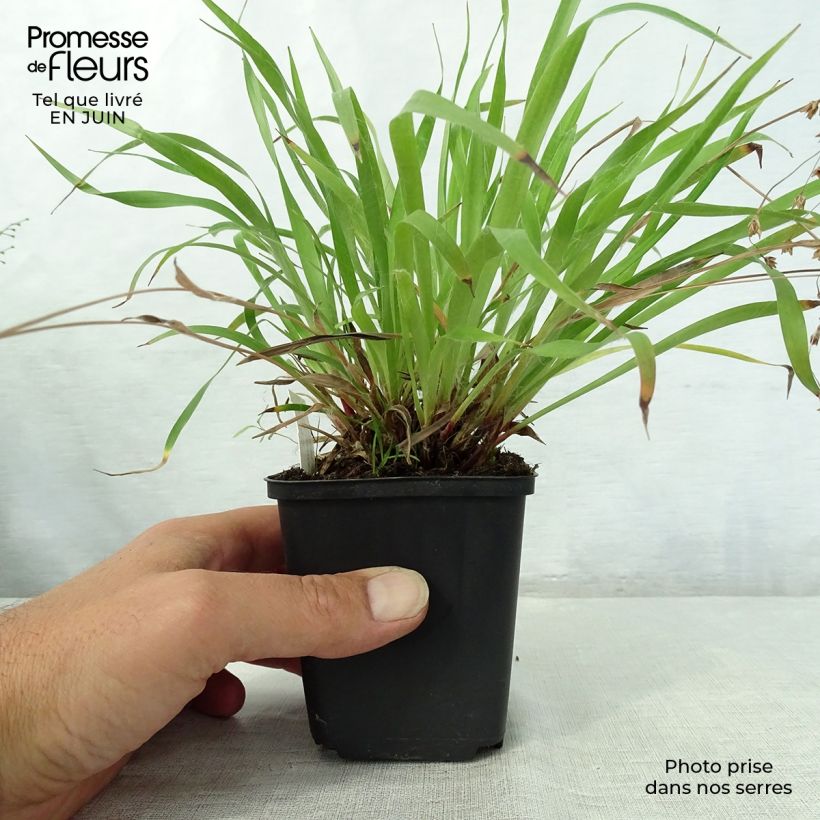 Esimerkki kesällä toimitetusta Kevätpiippo - Luzula pilosa Godet de 8/9 cm-taimesta