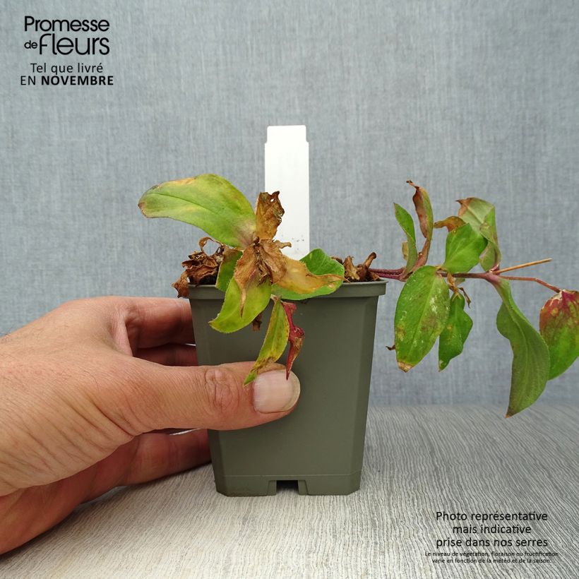 Esimerkki syksyllä toimitetusta Leimurakkaus Vesuvius 8/9 cm taimiruukku-taimesta