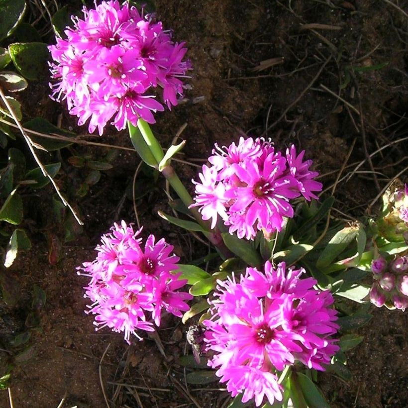 Pikkutervakko - Lychnis alpina (Kukinta)
