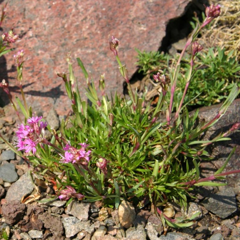 Pikkutervakko - Lychnis alpina (Kasvutapa)