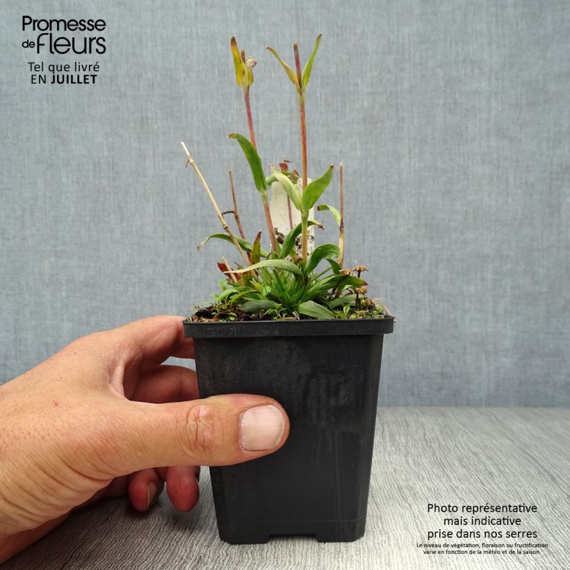 Esimerkki kesällä toimitetusta Pikkutervakko - Lychnis alpina Godet de 8/9 cm-taimesta
