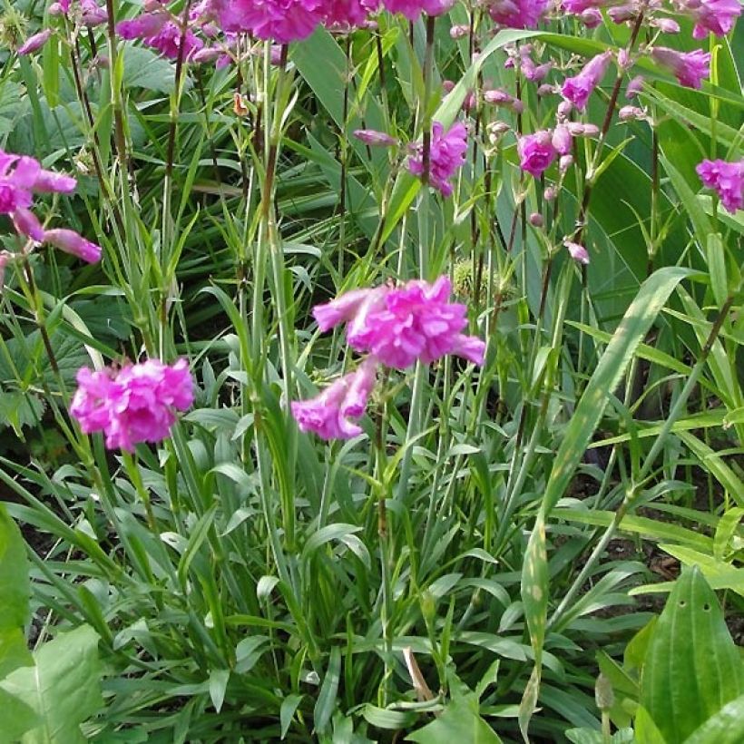Pikkutervakko Rosea (Lehvistö)