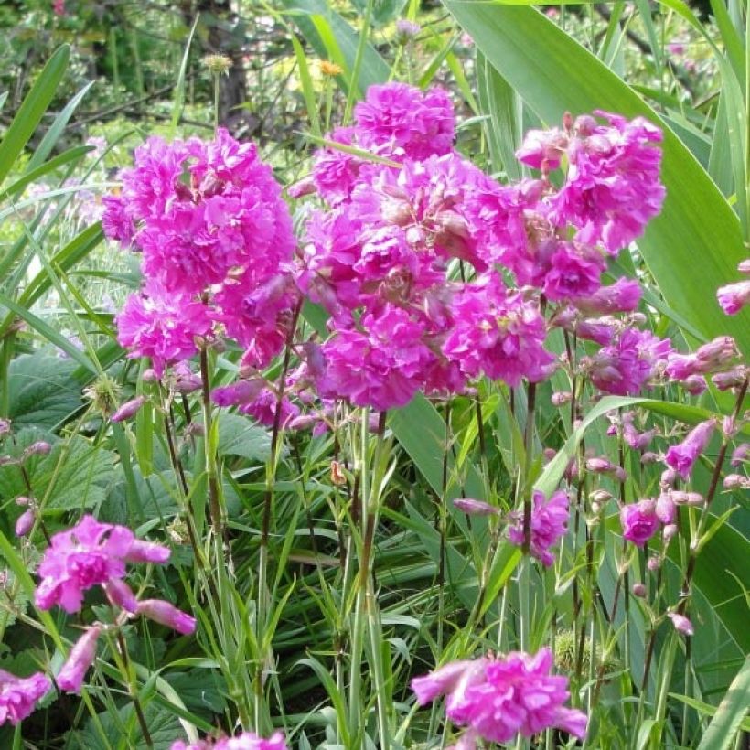 Pikkutervakko Rosea (Kukinta)
