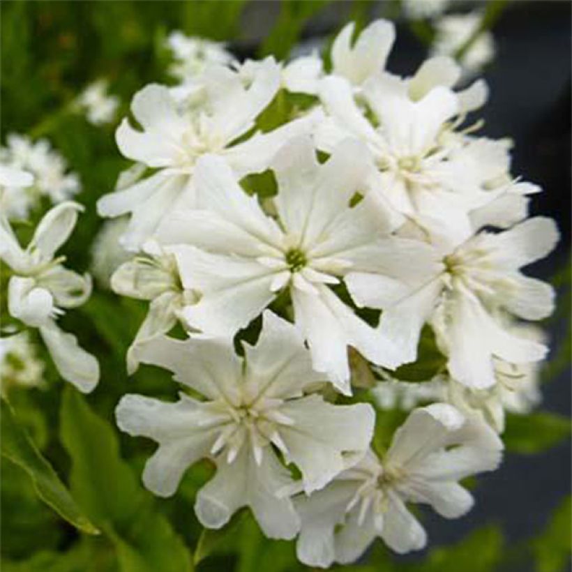 Palavarakkaus Alba (Kukinta)