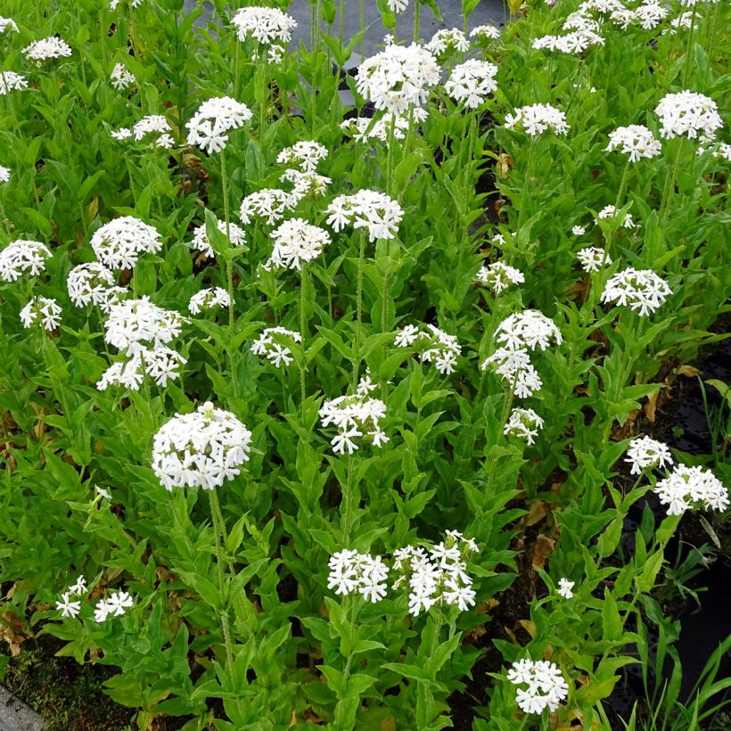 Palavarakkaus Alba (Kasvutapa)