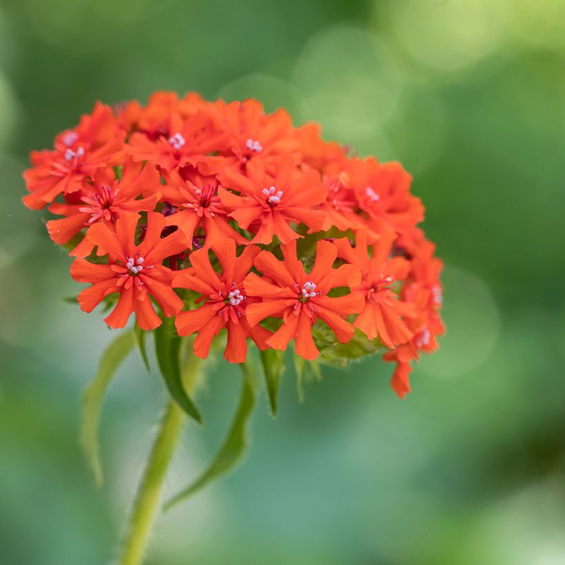 Palavarakkaus Flore Pleno (Kukinta)
