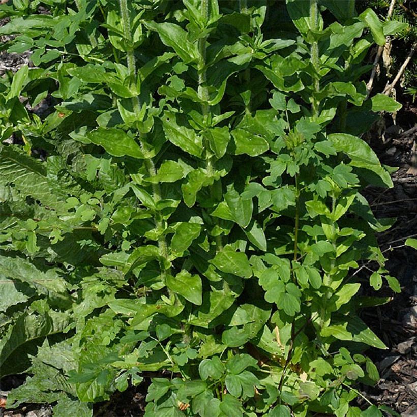 Palavarakkaus Flore Pleno (Lehvistö)