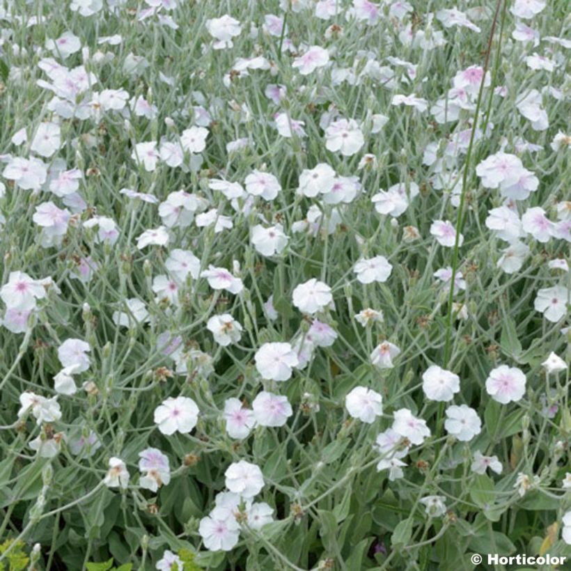 Harmaakäenkukka Alba (Kukinta)