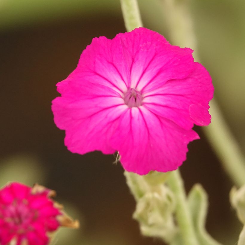 Lychnis coronaria - Harmaakäenkukka (Kukinta)