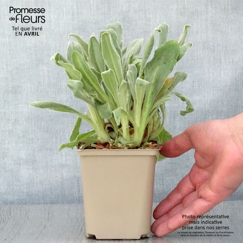 Esimerkki keväällä toimitetusta Harmaakäenkukka Gardener s World Taimiruukku 8/9 cm-taimesta